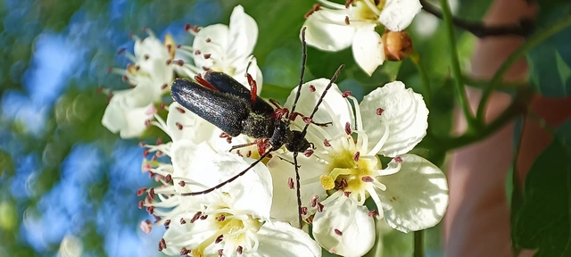 Anoplodera rufipes - vöröslábú virágcincér