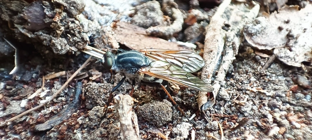 Diptera - Kétszárnyúak