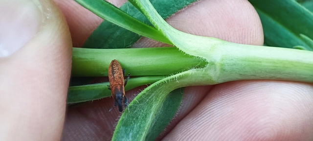 Lixus brevipes - vaskosorrú dudvabarkó