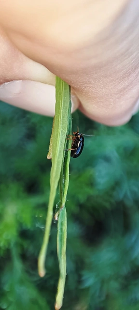 Cryptocephalus bameuli/flavipes