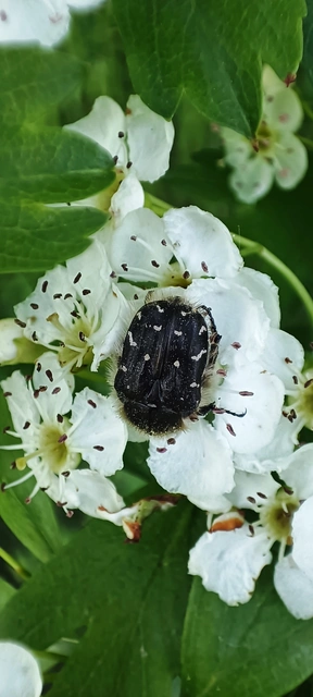 Tropinota hirta - bundás virágbogár