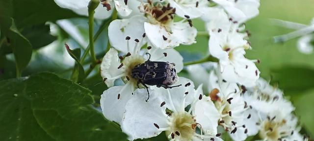 Valgus hemipterus - suta virágbogár