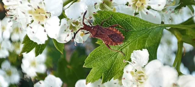 Coriomeris
