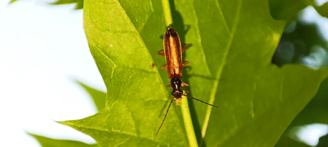 Rhagonycha lignosa - cserjés-lágybogár