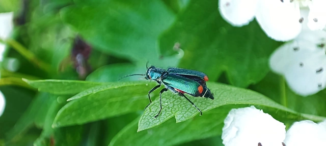 Malachius bipustulatus - kétfoltos bibircsesbogár