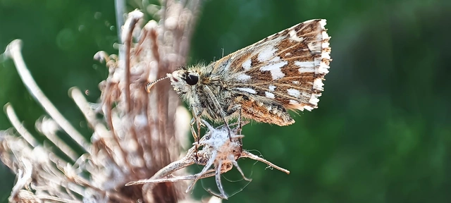 Pyrgus malvae - kis busalepke