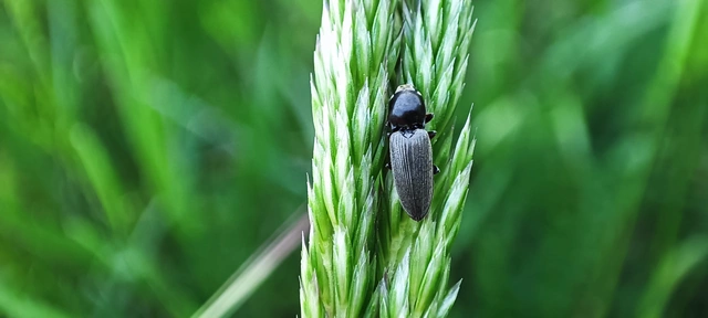 Elateridae - pattanóbogárfélék