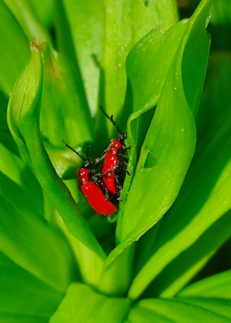 Lilioceris lilii - közönséges liliombogár Lilioceris lilii - közönséges liliombogár