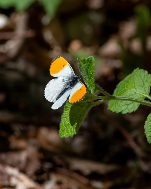 Anthocharis cardamines - hajnalpírlepke