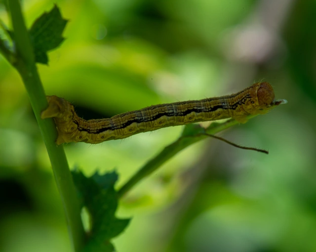Erannis defoliaria - nagy téliaraszoló