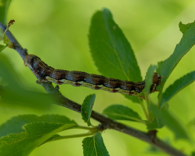 Erannis defoliaria - nagy téliaraszoló