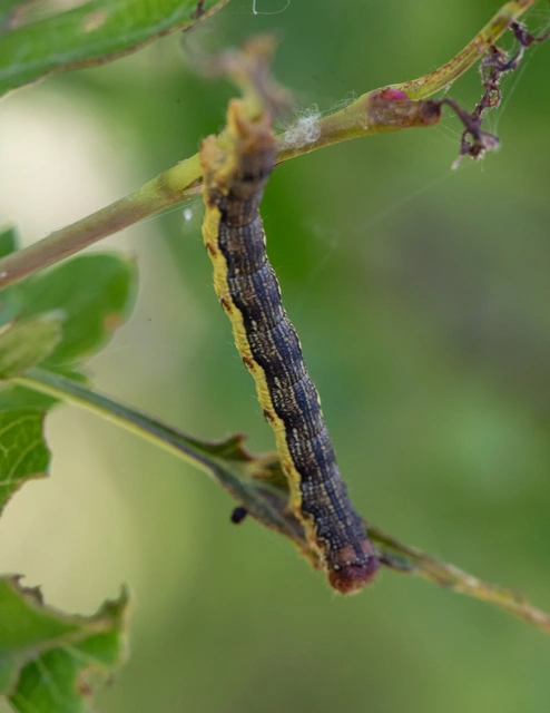 Erannis defoliaria - nagy téliaraszoló