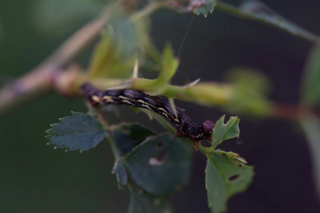 Erannis defoliaria - nagy téliaraszoló