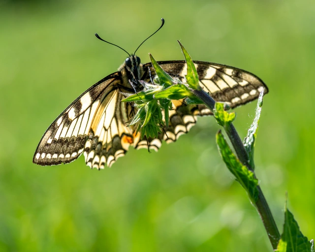 Papilio machaon - fecskefarkú lepke