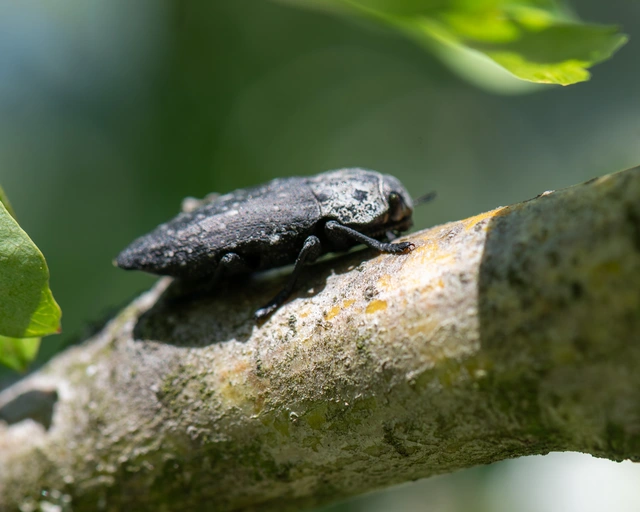 Capnodis tenebrionis - kökény-tükrösdíszbogár