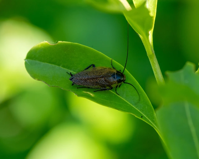 Blattodea - Csótányok