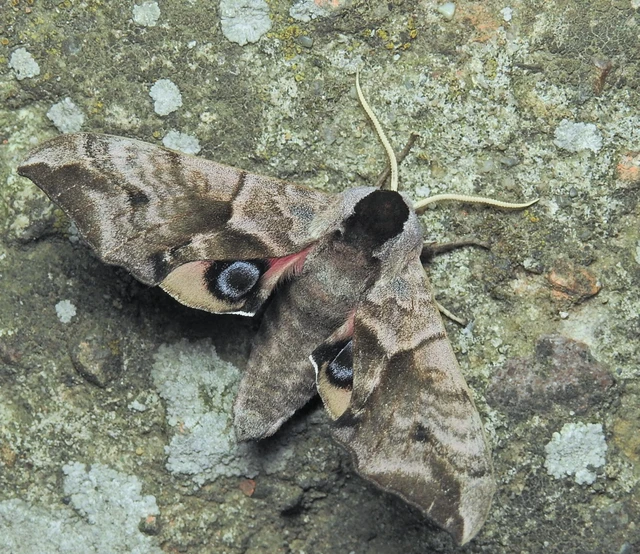Smerinthus ocellatus - esti pávaszem