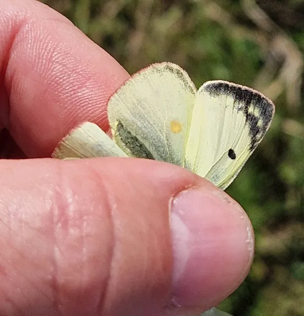 Colias hyale - kéneslepke