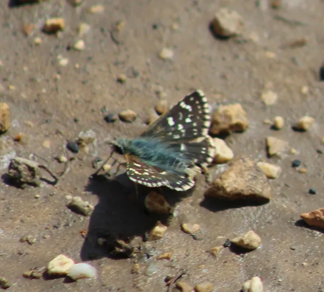 Spialia orbifer - törpe busalepke