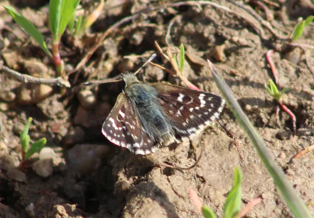Spialia orbifer - törpe busalepke