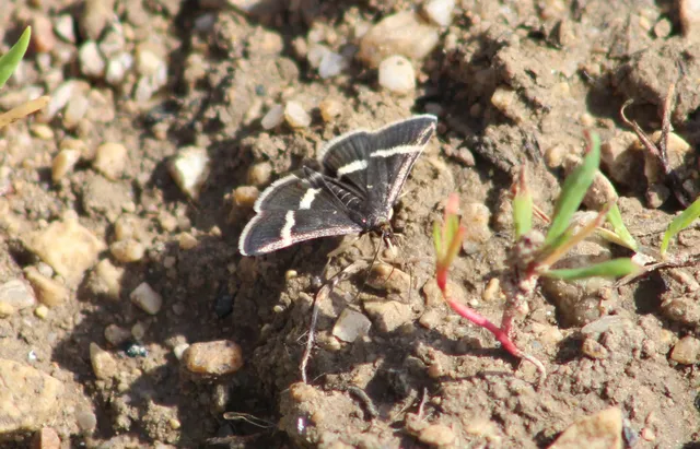 Pyrausta cingulata/rectefascialis