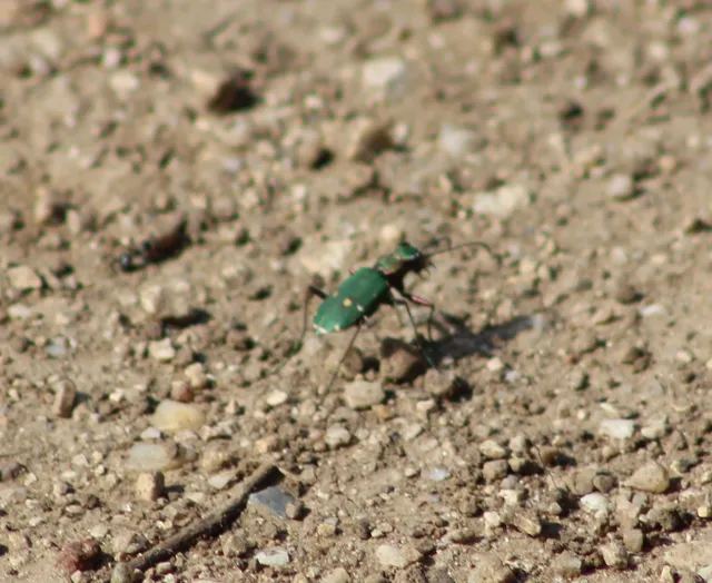 Cicindela campestris - mezei homokfutrinka