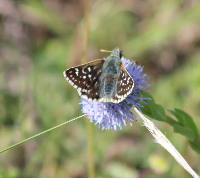 Spialia orbifer - törpe busalepke