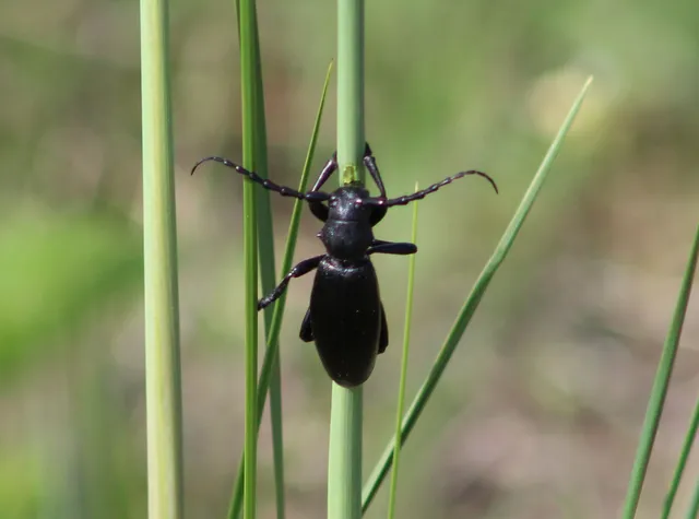 Dorcadion aethiops - fekete gyalogcincér