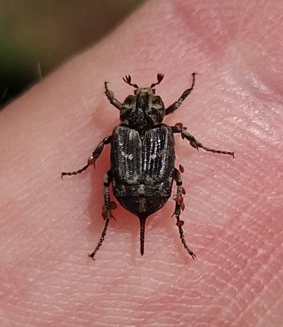 Valgus hemipterus - suta virágbogár