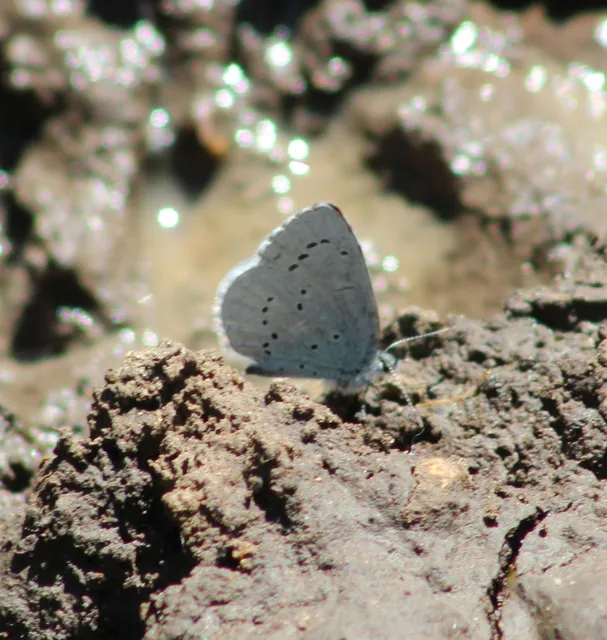 Celastrina argiolus - bengeboglárka