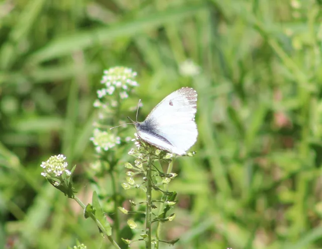 Anthocharis cardamines - hajnalpírlepke