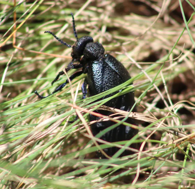 Meloe cicatricosus - óriásnünüke