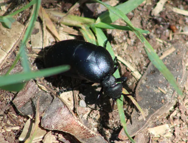 Meloe scabriusculus - érdes nünüke
