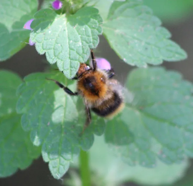 Bombus pascuorum - mezei poszméh