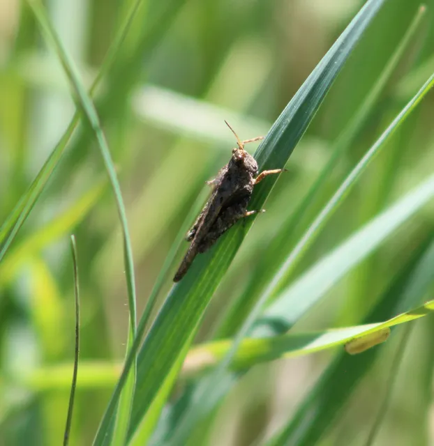 Tetrix subulata - közönséges tövishátúsáska