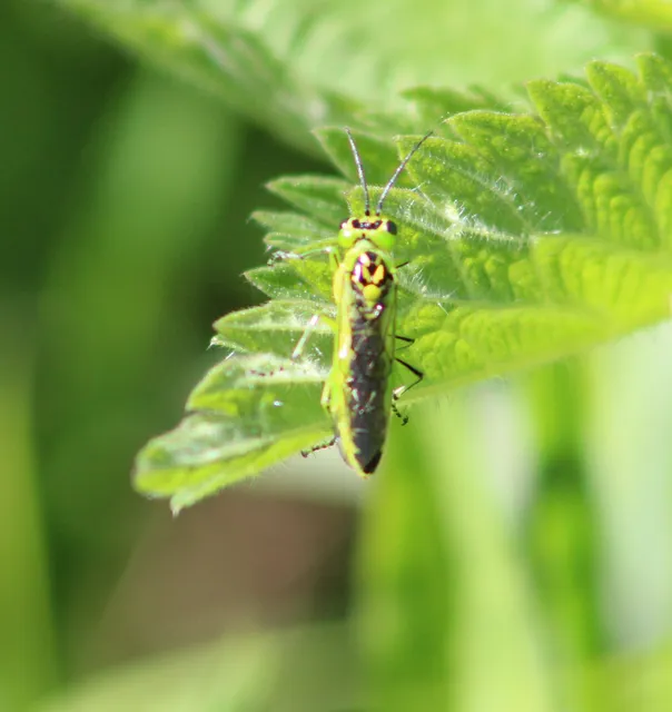 Rhogogaster chlorosoma - aranyszemű ékesdarázs