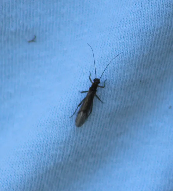 Plecoptera - Álkérészek