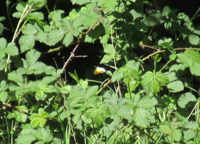 Anthocharis cardamines - hajnalpírlepke