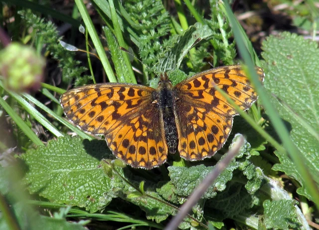 Boloria dia - kis gyöngyházlepke