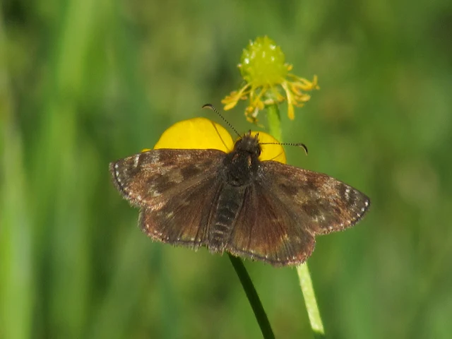 Erynnis tages - cigánylepke