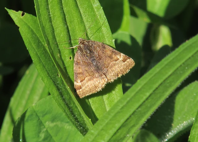 Euclidia glyphica - közönséges nappalibagoly