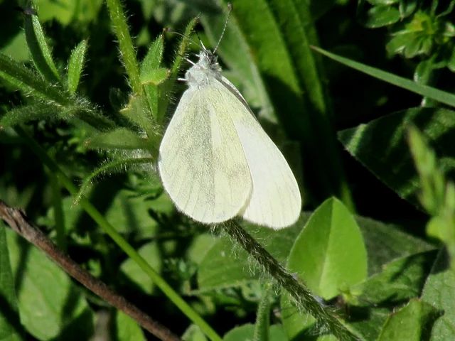 Leptidea sinapis - mustárlepke
