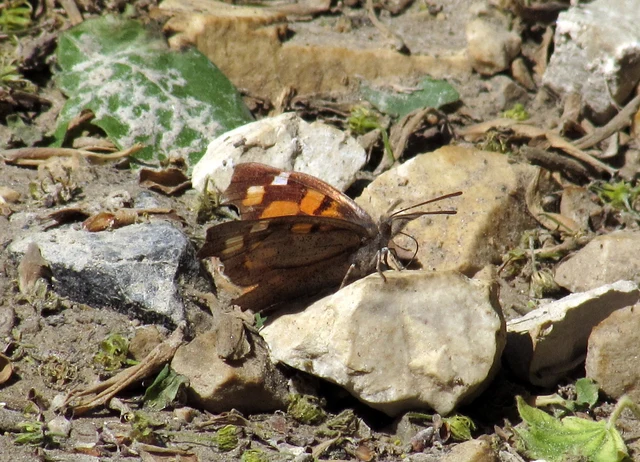 Libythea celtis - csőröslepke