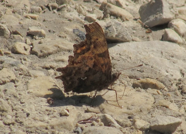 Nymphalis c-album - C-betűs lepke