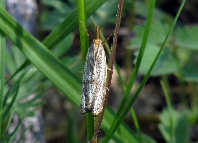 Thisanotia chrysonuchella - tavaszi fűgyökérmoly