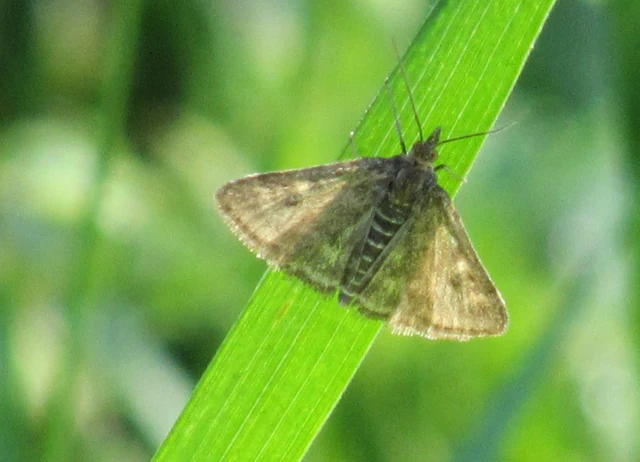 Pyrausta despicata - réti bíbormoly