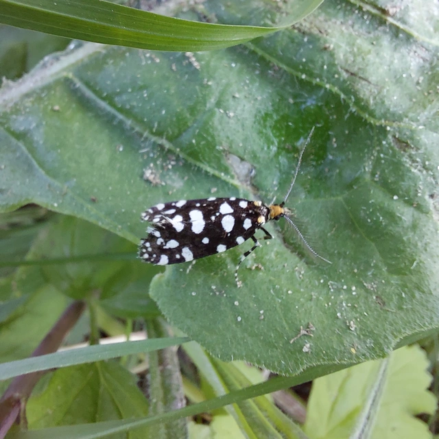 Euplocamus anthracinalis - fésűscsápú korhadékmoly