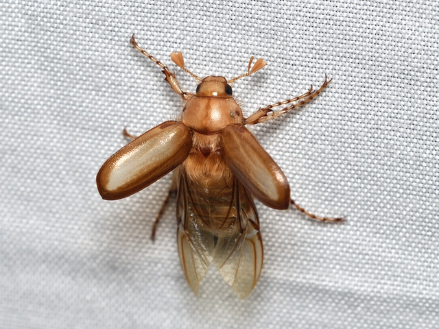 Rhizotrogus aestivus - tavaszvégi cserebogár