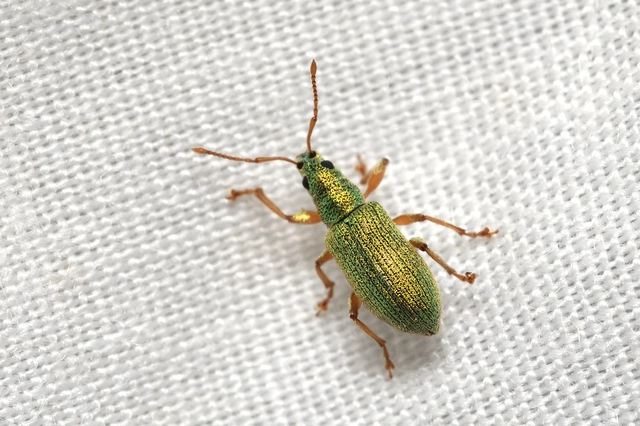 Phyllobius argentatus - ezüstös levélormányos