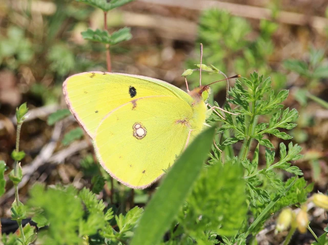 Colias erate - csángó-kéneslepke